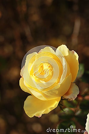 close details of a soft bunch of light yellow rose flowers blooming on the bush in a rose garden, Victoria, Australia Stock Photo