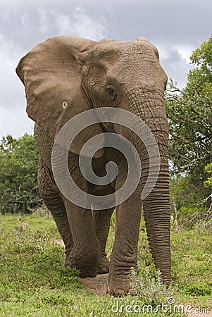 Close Elephant Stock Photo