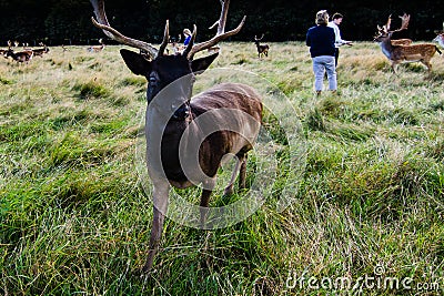 Close encounter with a deer Editorial Stock Photo