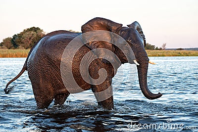 Close encounter with Elephants crossing the Chobe river Stock Photo