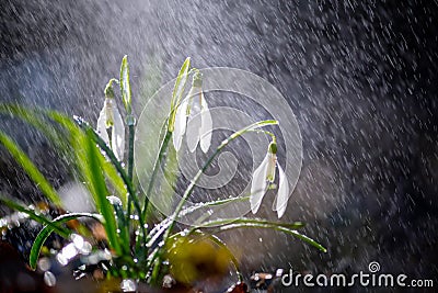 Close first spring flowers snowdrops with rain Stock Photo
