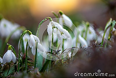 Close first spring flowers snowdrops with rain Stock Photo