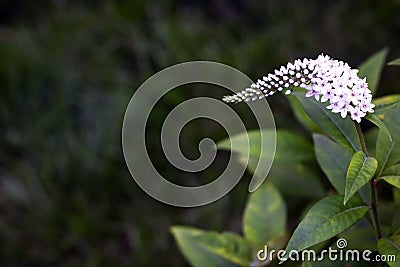 Close Flower 3 Stock Photo