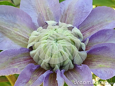 Close up purple green passion flower Stock Photo