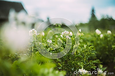 Flowering Blooming Green Vernal Sprouts Of Potato Plant Or Solanum Tuberosum Growing On Plantation In Spring Summer Stock Photo