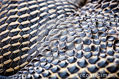 close focus on slow-moving tortoise skin Stock Photo