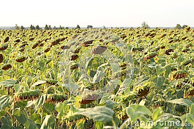 Close footage of sunflowers field. Beautiful bright flowers. Stock Photo