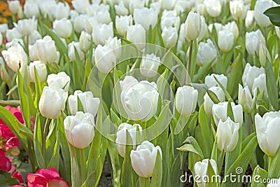 Close fresh white tulip in field. Tulips in spring time Stock Photo