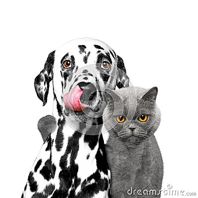 Close friendship between a cat and a dog Stock Photo