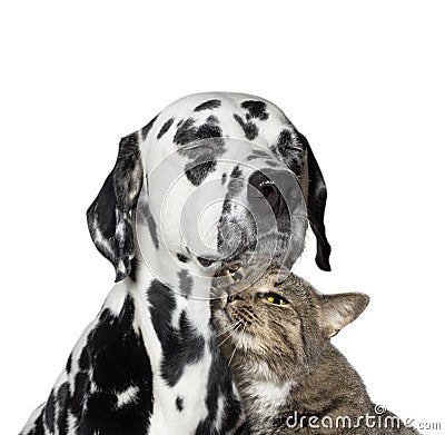 Close friendship between a cat and a dog Stock Photo