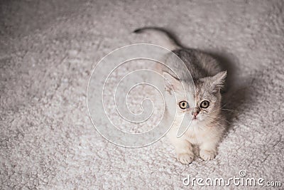 Close funny little gray kitten british shorthair breed on white blanket Stock Photo