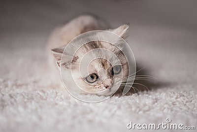 Close funny little gray kitten british shorthair breed on white blanket Stock Photo