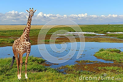 Close giraffe in National park of Kenya Stock Photo