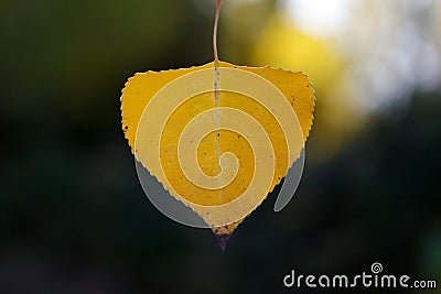 Close golden leaves Stock Photo