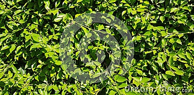 Close green leaf or foliage Background Stock Photo