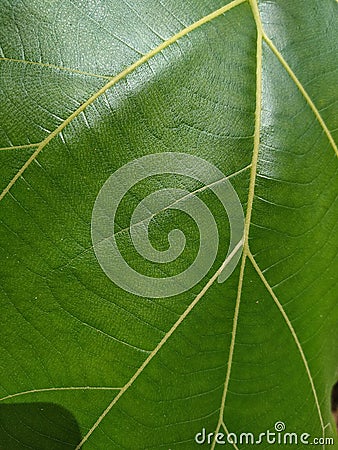 Close Green Leaf Texture Stock Photo Stock Photo