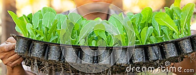 Close, hands of male gardener holding young Chinese Cabbage in nursery tray. Organic plantation Stock Photo