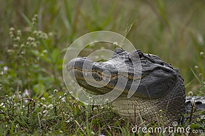 Close Head Shot of Florida Alligator in the Wild Stock Photo