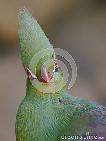 Close head shot of a Guinea turaco, scientific name Tauraco persa Stock Photo