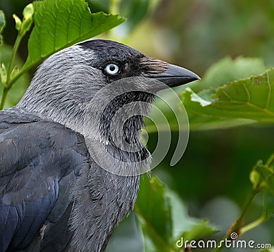 Close head shot of Jackdaw. Stock Photo