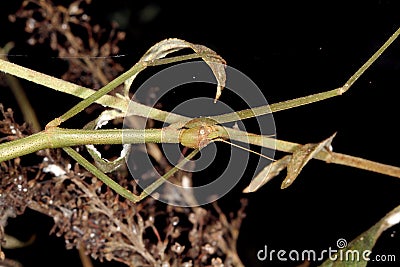 Close head shot of Vietnamese stick insect. Stock Photo