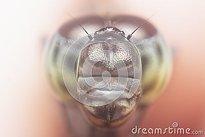 Close headshot of the dragonfly Stock Photo