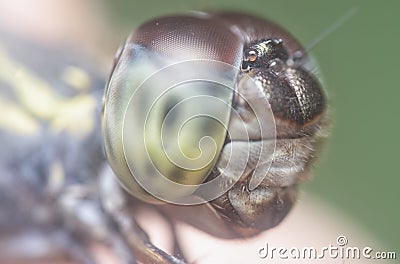 Close headshot of the dragonfly Stock Photo