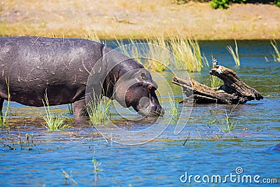 Close hippopotamus Stock Photo