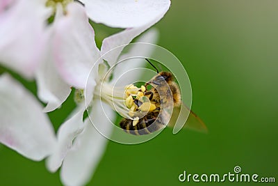 Close Honey bee collecting pollen from apple tree blossom Stock Photo