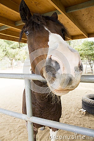 Close Horse Face Stock Photo