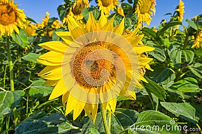 Close image of blooming sunflower Stock Photo