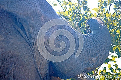 CLOSE IMAGE OF AFRICAN ELEPHANT BROWSING Stock Photo