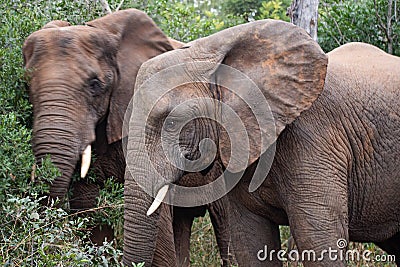 Close image of wild South African Elephants Stock Photo