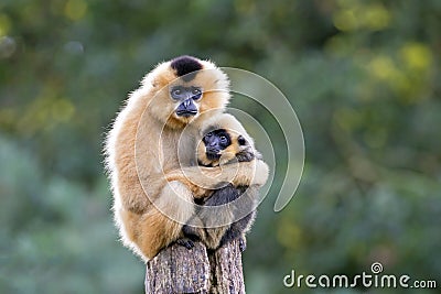 Close image of Yellow Cheeked Gibbon monkey Stock Photo