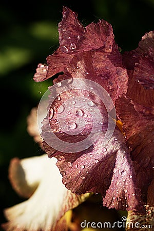 Close iris flower petal covered with drops of rain or dew Stock Photo