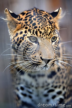 Close leopard portrait Stock Photo