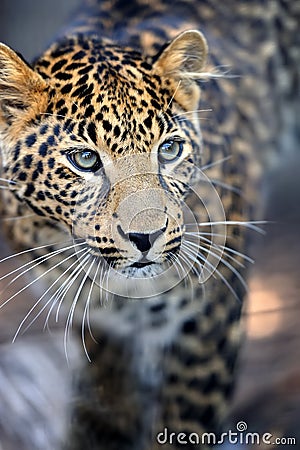 Close leopard portrait Stock Photo