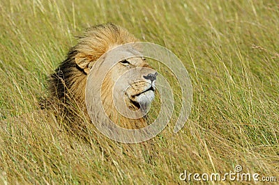 Close lion in National park of Kenya Stock Photo