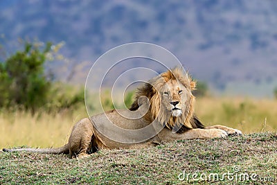 Close lion in National park of Kenya Stock Photo