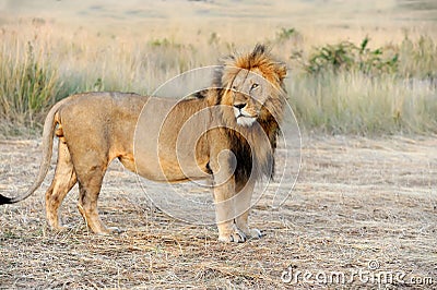 Close lion in National park of Kenya Stock Photo