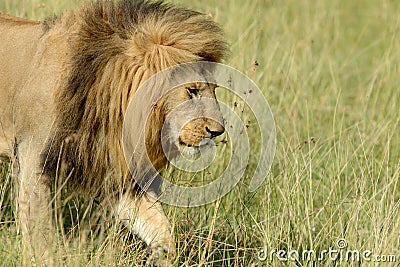 Close lion in National park of Kenya Stock Photo