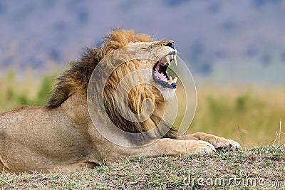 Close lion in National park of Kenya Stock Photo