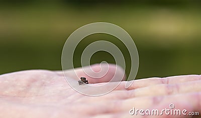 Close. Little frog on the palm. A male hand holds a newborn frog. Stock Photo