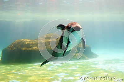 Atlantic white-sided dolphin come to say hello to you 2 Stock Photo