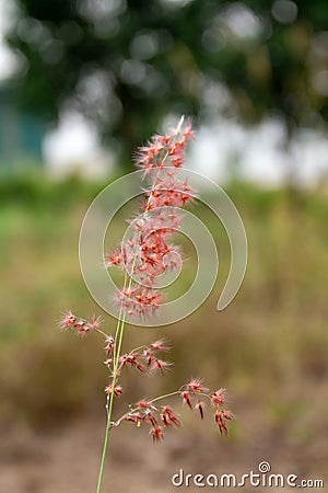 A close look at the grass plants melinis repens red Stock Photo