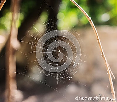 Spider`s Web Stock Photo