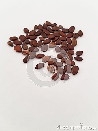 Close look-up of ficus seeds for a bonsai project Stock Photo