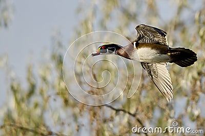 Close Look at Wood Duck in Flight Stock Photo