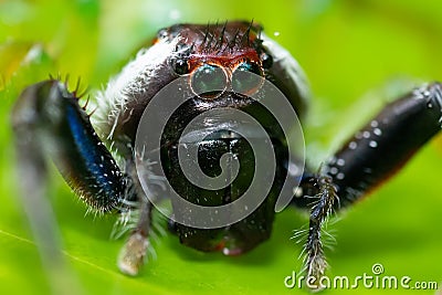 Jumping spider with monkey face Stock Photo