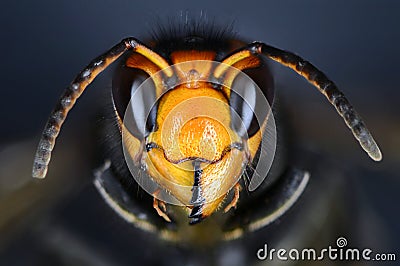 Close macro view of an Asian hornet head Stock Photo